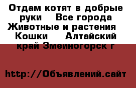 Отдам котят в добрые руки. - Все города Животные и растения » Кошки   . Алтайский край,Змеиногорск г.